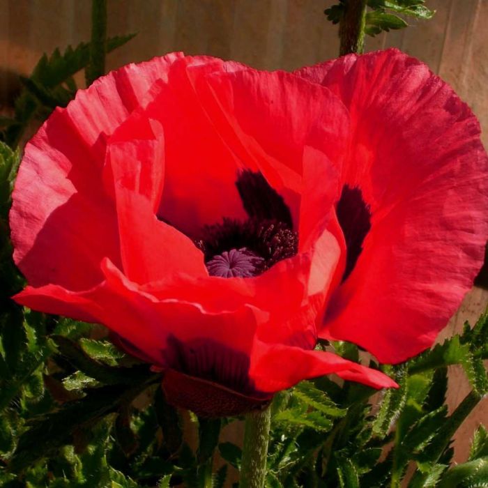 T\u00FCrkischer\u0020Mohn\u0020\u0028Papaver\u0020orientale\u0029\u0020Beauty\u0020of\u0020Livermere