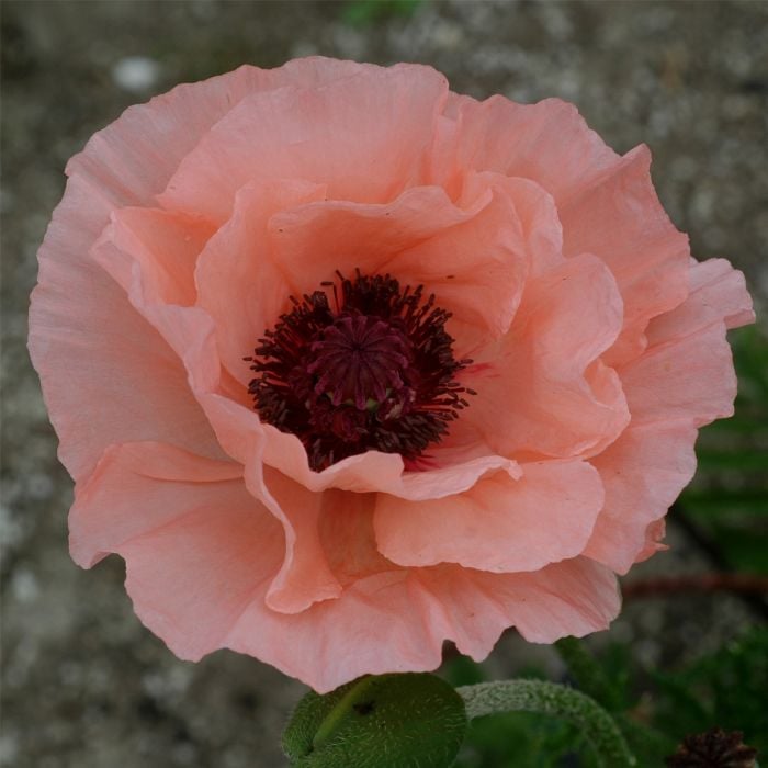 T\u00FCrkischer\u0020Mohn\u0020\u0028Papaver\u0020orientale\u0029\u0020Rococo