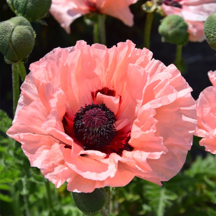 T\u00FCrkischer\u0020Mohn\u0020\u0028Papaver\u0020orientale\u0029\u0020WALTZING\u0020Elisabeth