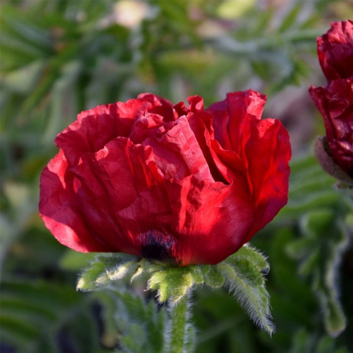 T\u00FCrkischer\u0020Mohn\u0020\u0028Papaver\u0020orientale\u0029\u0020WALTZING\u0020Mathilde