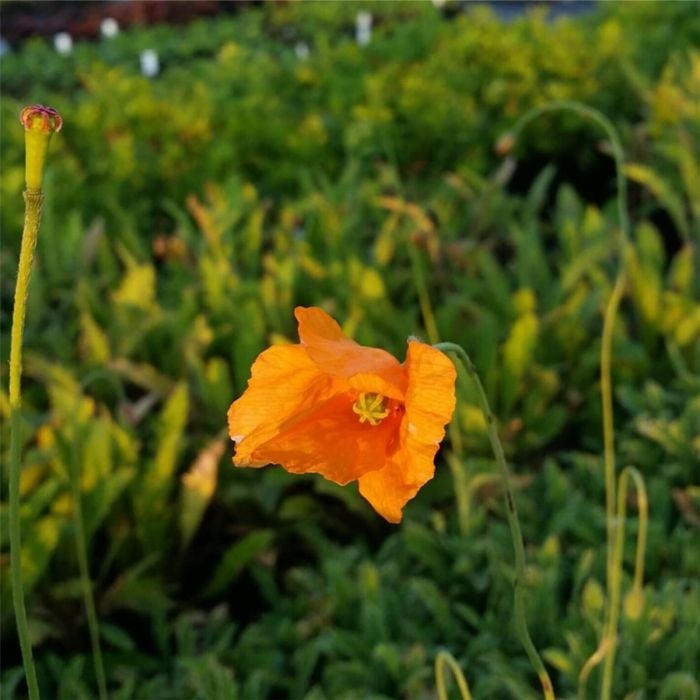 Altas\u002DMohn\u0020\u0028Papaver\u0020rupifragum\u0029\u0020Orange\u0020Feathers\u0020\u002F\u0020Tangerine\u0020Parfait