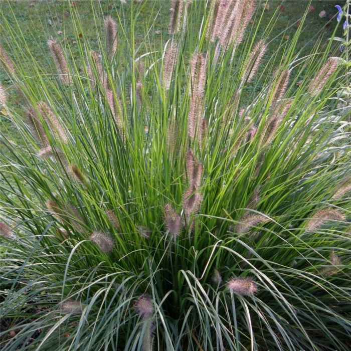 Lampenputzergras\u0020\u0028Pennisetum\u0020alopecuroides\u0029\u0020Hameln