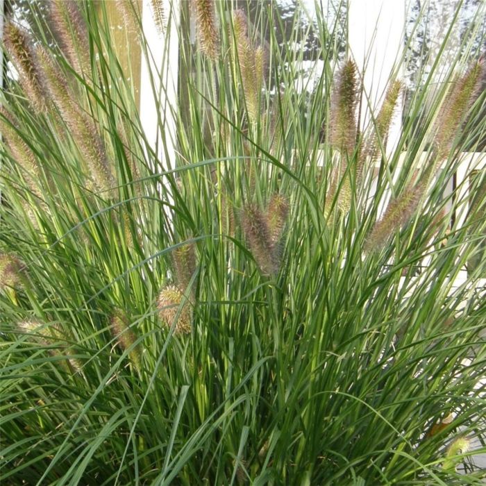 Lampenputzergras\u0020\u0028Pennisetum\u0020alopecuroides\u0029\u0020Hameln