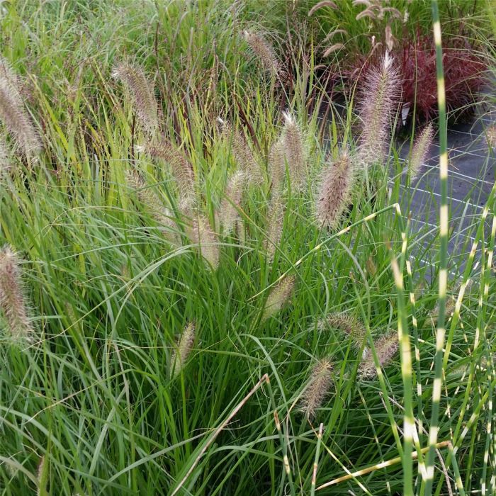 Lampenputzergras\u0020\u0028Pennisetum\u0020alopecuroides\u0029\u0020HERBSTZAUBER