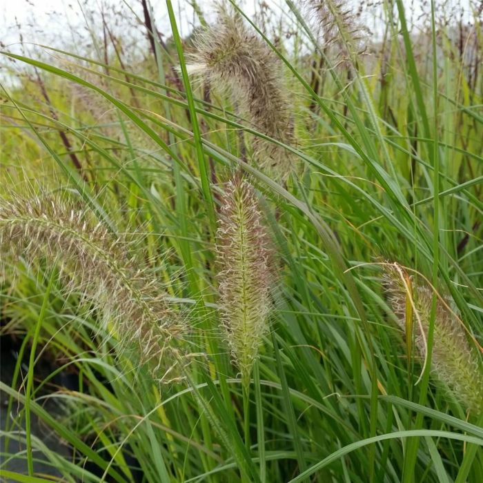 Lampenputzergras\u0020\u0028Pennisetum\u0020alopecuroides\u0029\u0020HERBSTZAUBER