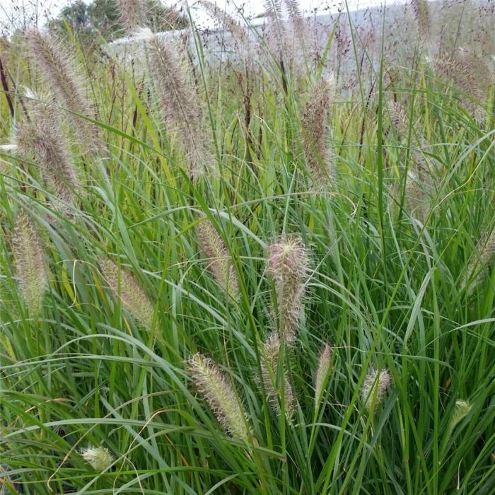 Lampenputzergras\u0020\u0028Pennisetum\u0020alopecuroides\u0029\u0020HERBSTZAUBER