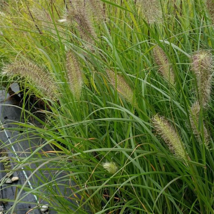 Lampenputzergras\u0020\u0028Pennisetum\u0020alopecuroides\u0029\u0020HERBSTZAUBER