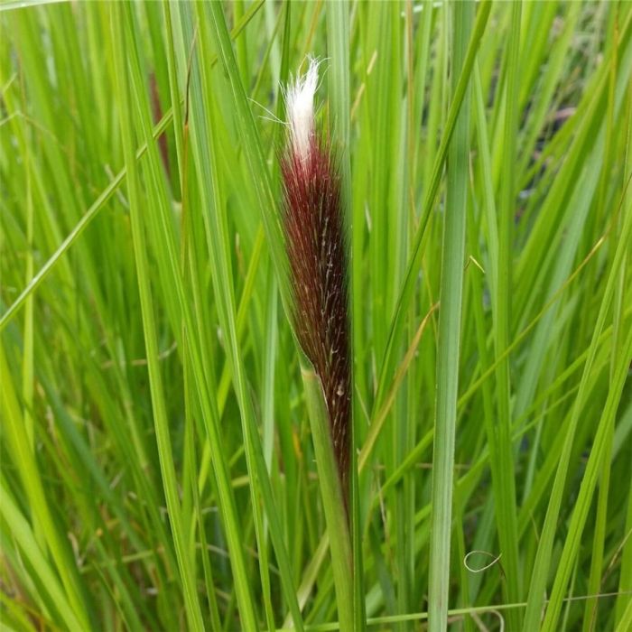 Lampenputzergras\u0020\u0028Pennisetum\u0020alopecuroides\u0020\u0029\u0020Moundry