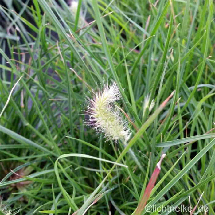 Zwerg\u002DLampenputzergras\u0020\u0028Pennisetum\u0020alopecuroides\u0029\u0020Little\u0020Honey