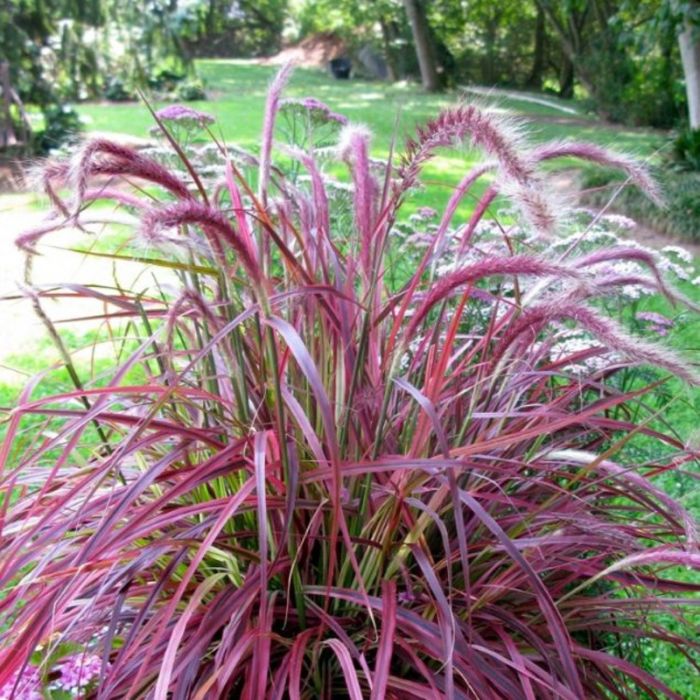 Rotes\u0020Lampenputzergras\u0020\u0028Pennisetum\u0020setaceum\u0029\u0020Fireworks\u00A0