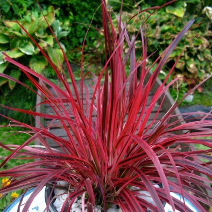 Rotes\u0020Lampenputzergras\u0020\u0028Pennisetum\u0020setaceum\u0029\u0020Fireworks\u00A0