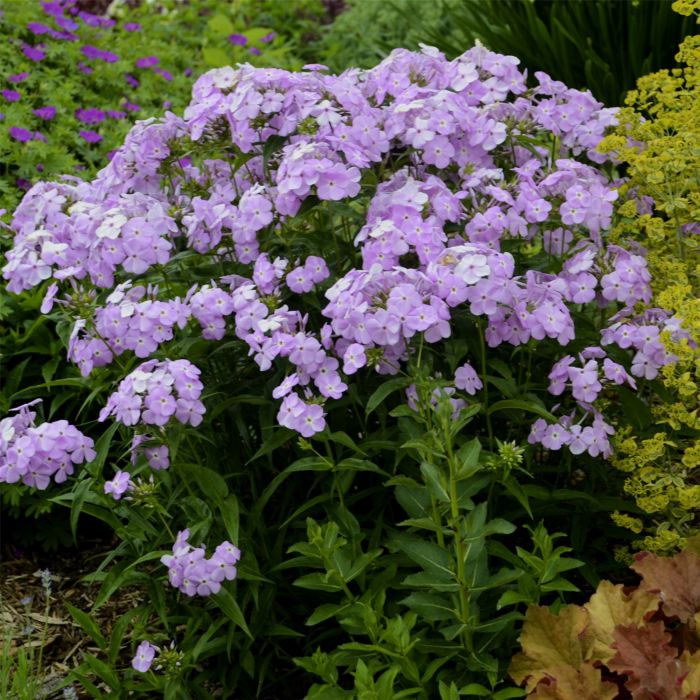 Flammenblume\u0020\u0028Phlox\u0020paniculata\u0029\u0020Amethyst\u0020Pearl