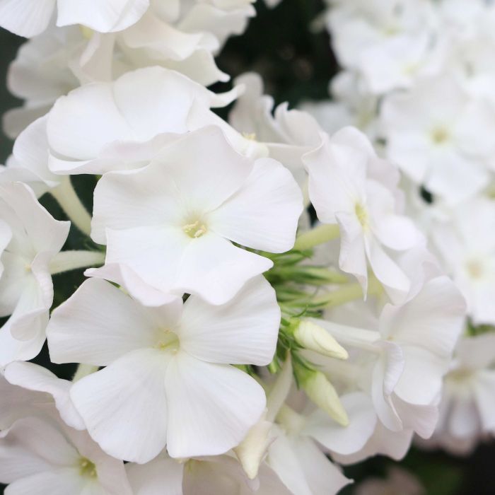 Flammenblume\u0020\u0028Phlox\u0020paniculata\u0029\u0020FLAME\u0020White\u0020Imp.