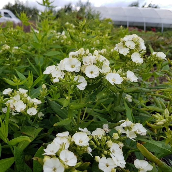 Flammenblume\u0020\u0028Phlox\u0020paniculata\u0029\u0020Jade