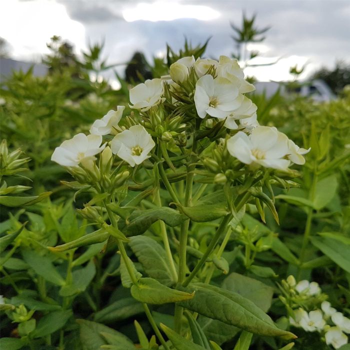 Flammenblume\u0020\u0028Phlox\u0020paniculata\u0029\u0020Jade