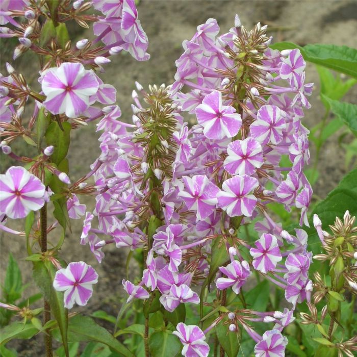 Flammenblume\u0020\u0028Phlox\u0020maculata\u0029\u0020Natascha