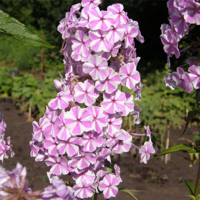 Flammenblume\u0020\u0028Phlox\u0020maculata\u0029\u0020Natascha