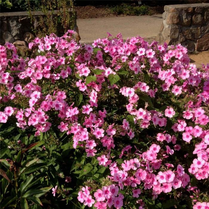 Flammenblume\u0020\u0028Phlox\u0020paniculata\u0029\u0020Argus