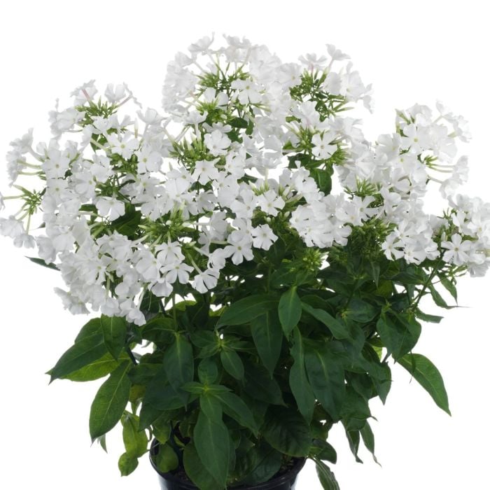 Flammenblume\u0020\u0028Phlox\u0020paniculata\u0029\u0020EARLY\u0020White