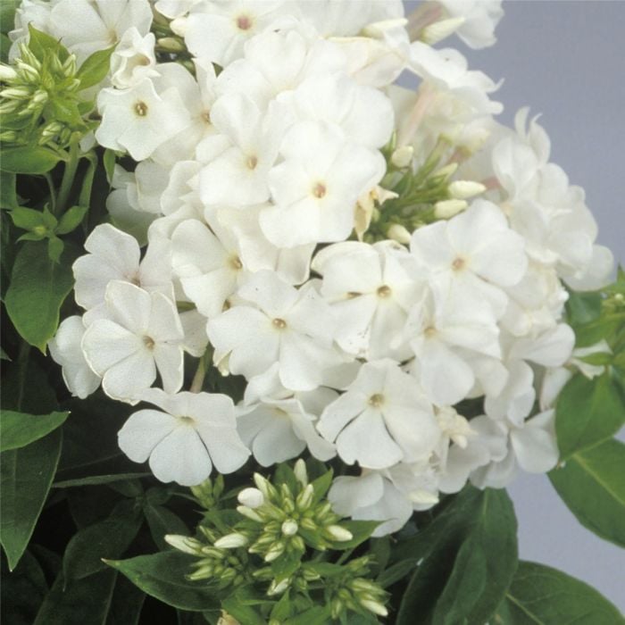 Flammenblume\u0020\u0028Phlox\u0020paniculata\u0029\u0020EARLY\u0020White