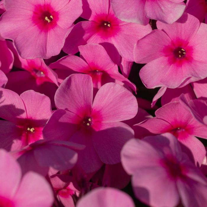 Flammenblume\u0020\u0028Phlox\u0020paniculata\u0029\u0020FAMOUS\u0020Pink