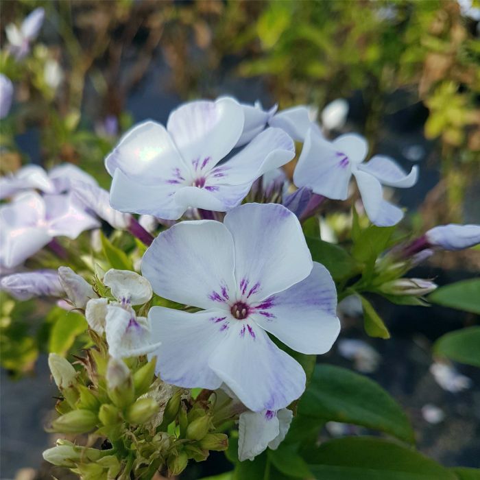 Flammenblume\u0020\u0028Phlox\u0020paniculata\u0029\u0020Flame\u0020Light\u0020Blue