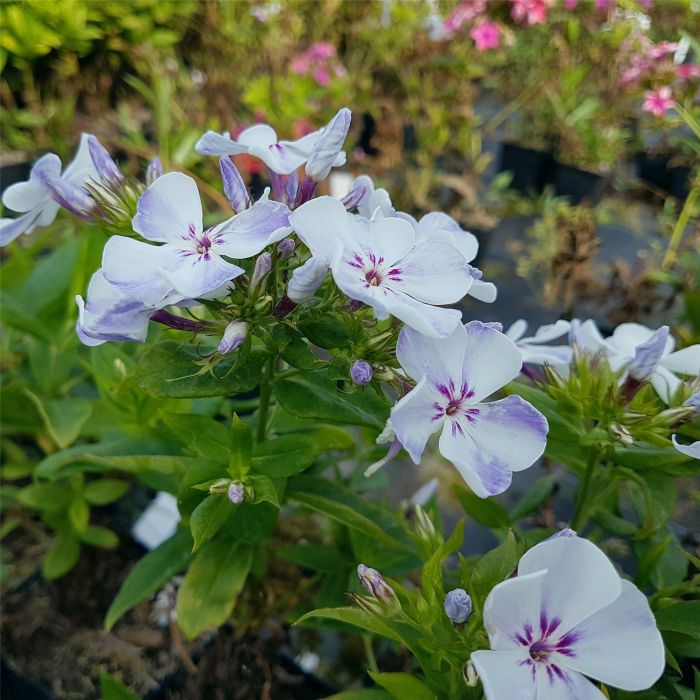 Flammenblume\u0020\u0028Phlox\u0020paniculata\u0029\u0020Flame\u0020Light\u0020Blue