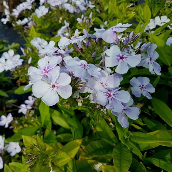 Flammenblume\u0020\u0028Phlox\u0020paniculata\u0029\u0020Flame\u0020Light\u0020Blue