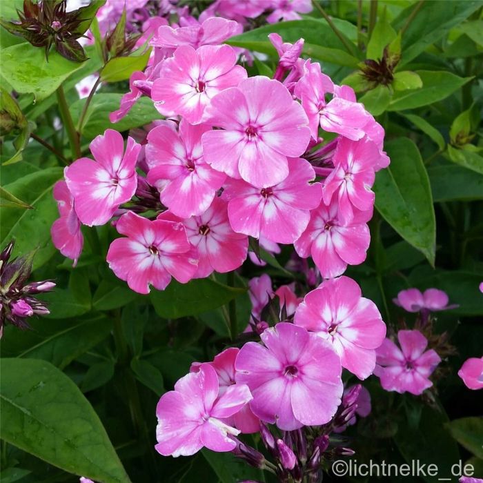 Flammenblume\u0020\u0028Phlox\u0020paniculata\u0029\u0020FLAME\u0020PINK\u0020EYE