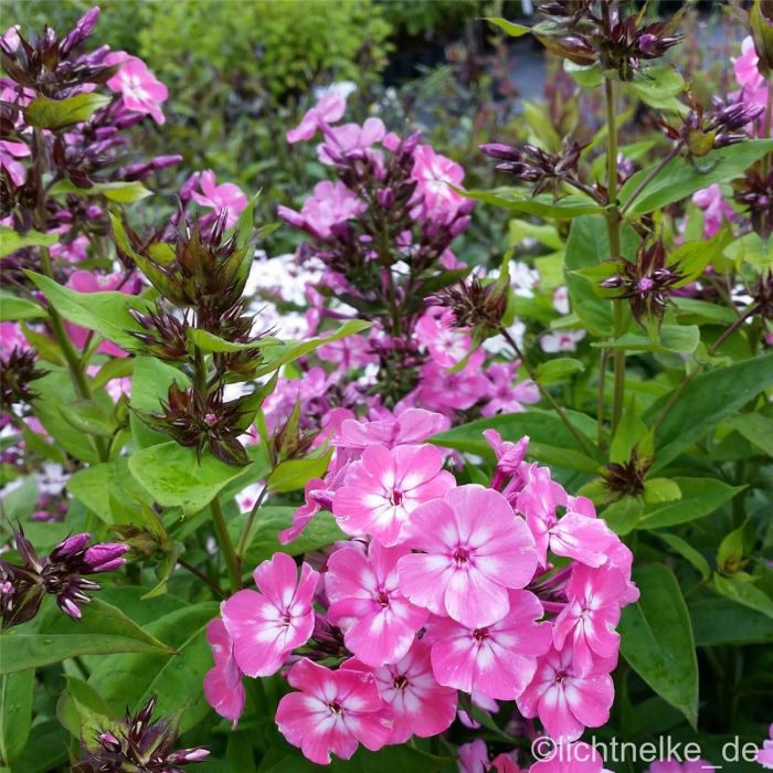 Flammenblume\u0020\u0028Phlox\u0020paniculata\u0029\u0020FLAME\u0020PINK\u0020EYE