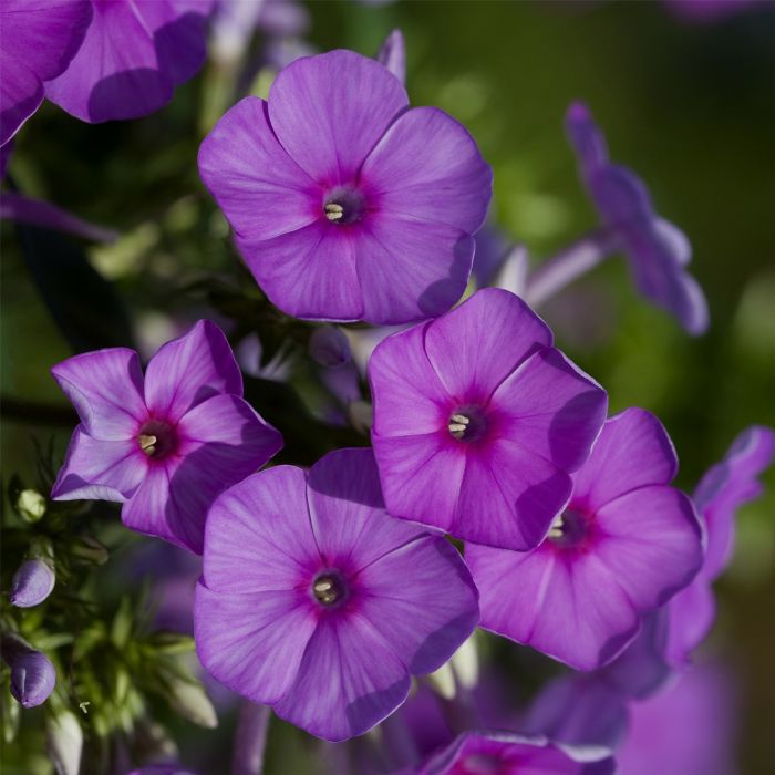 Flammenblume\u0020\u0028Phlox\u0020paniculata\u0029\u0020FLAME\u0020Pro\u0020Purple