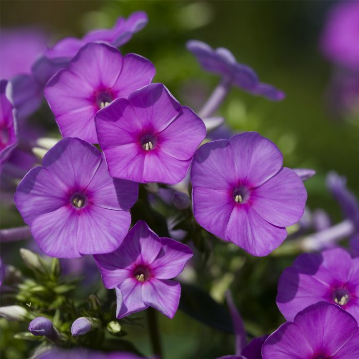 Flammenblume\u0020\u0028Phlox\u0020paniculata\u0029\u0020FLAME\u0020Pro\u0020Purple