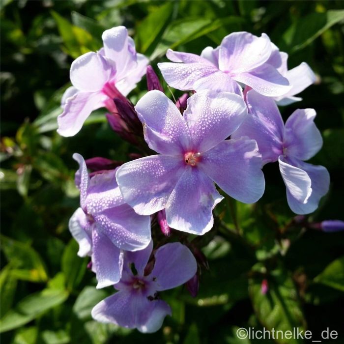 Flammenblume\u0020\u0028Phlox\u0020paniculata\u0029\u0020Franz\u0020Schubert