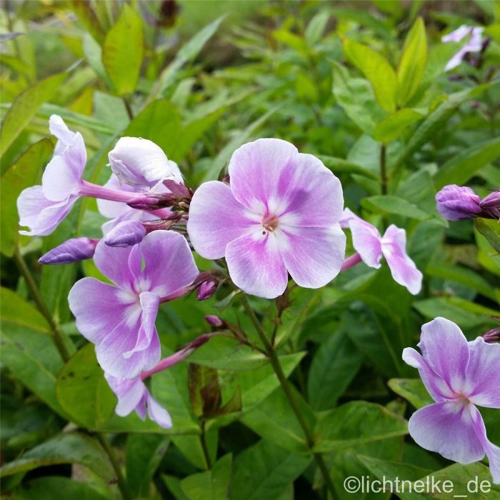 Flammenblume\u0020\u0028Phlox\u0020paniculata\u0029\u0020Franz\u0020Schubert