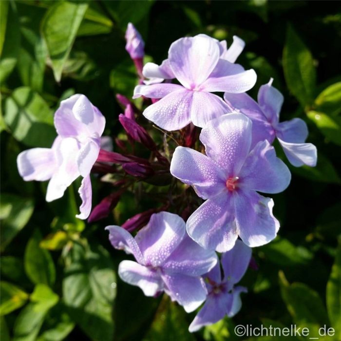 Flammenblume\u0020\u0028Phlox\u0020paniculata\u0029\u0020Franz\u0020Schubert