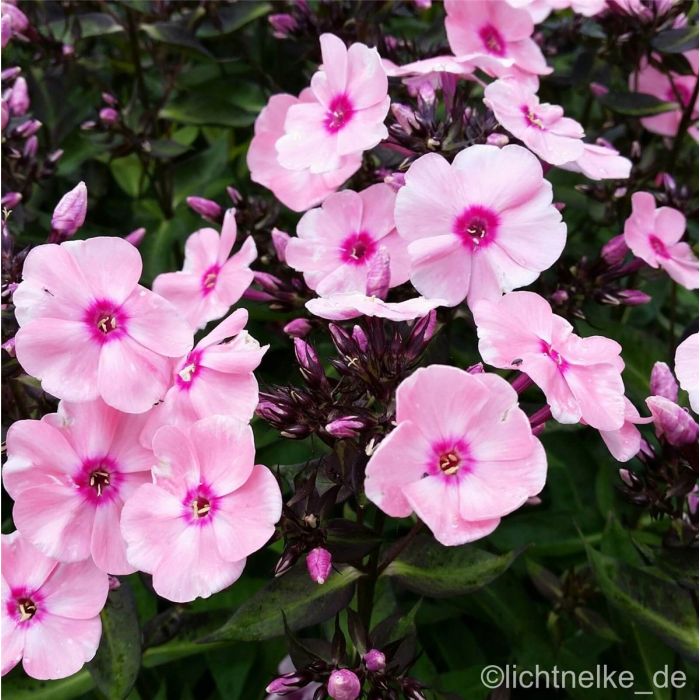 Flammenblume\u0020\u0028Phlox\u0020paniculata\u0029\u0020Landhochzeit\u00A0