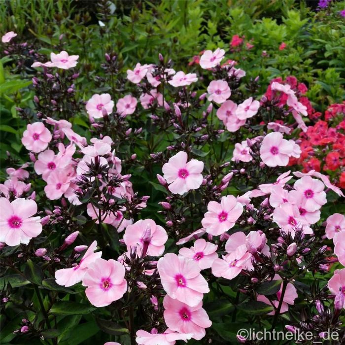 Flammenblume\u0020\u0028Phlox\u0020paniculata\u0029\u0020Landhochzeit\u00A0