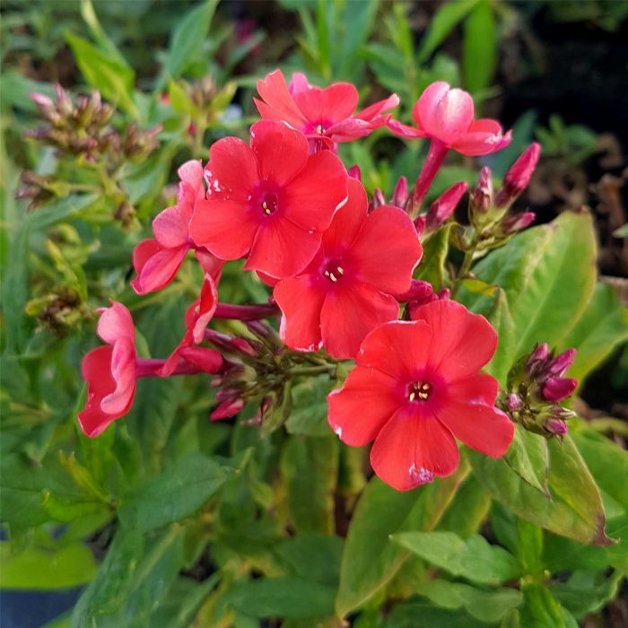 Flammenblume\u0020\u0028Phlox\u0020paniculata\u0029\u0020Orange\u0020Perfection