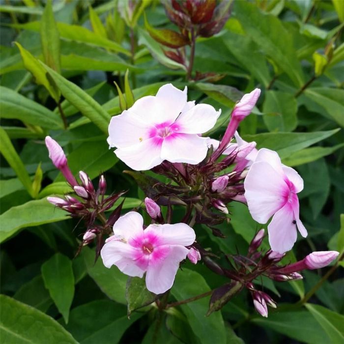 Flammenblume\u0020\u0028Phlox\u0020paniculata\u0029\u0020Soft\u0020Pink