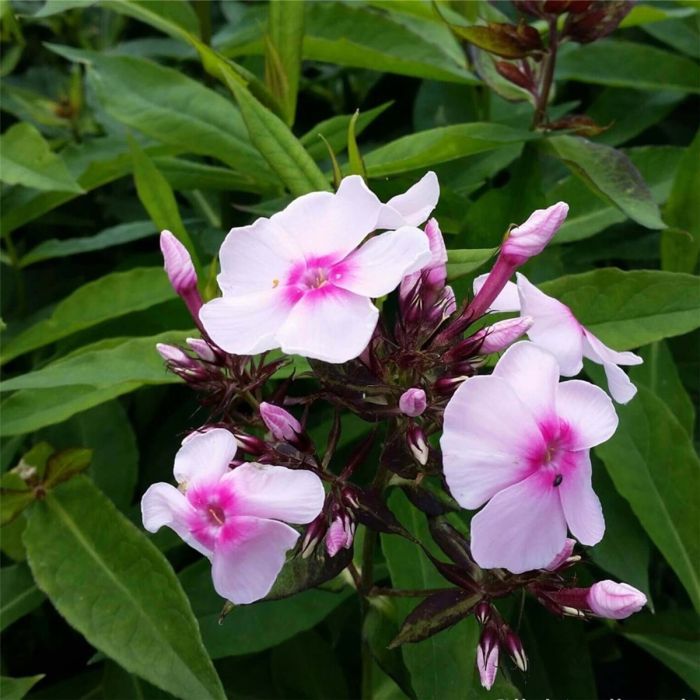 Flammenblume\u0020\u0028Phlox\u0020paniculata\u0029\u0020Soft\u0020Pink