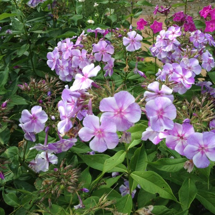 Flammenblume\u0020\u0028Phlox\u0020paniculata\u0029\u0020Sternhimmel