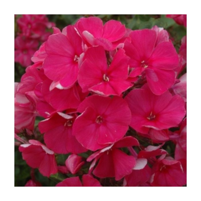 Flammenblume\u0020\u0028Phlox\u0020paniculata\u0029\u0020Tenor