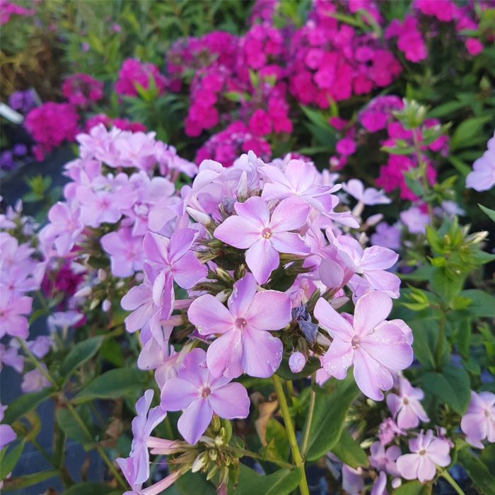 Flammenblume\u0020\u0028Phlox\u0020paniculata\u0029\u0020Utopia