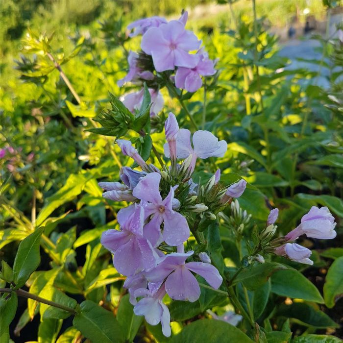 Flammenblume\u0020\u0028Phlox\u0020paniculata\u0029\u0020Utopia