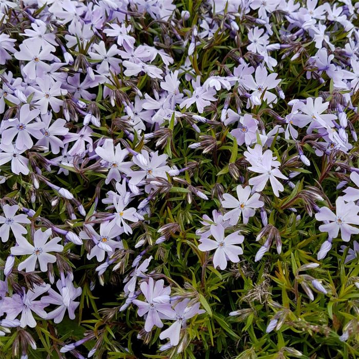 Polsterphlox\u0020\u0028Phlox\u0020subulata\u0020\u0029\u0020Emerald\u0020Cushion\u0020Blue