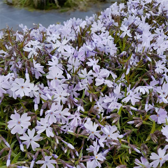 Polsterphlox\u0020\u0028Phlox\u0020subulata\u0020\u0029\u0020Emerald\u0020Cushion\u0020Blue