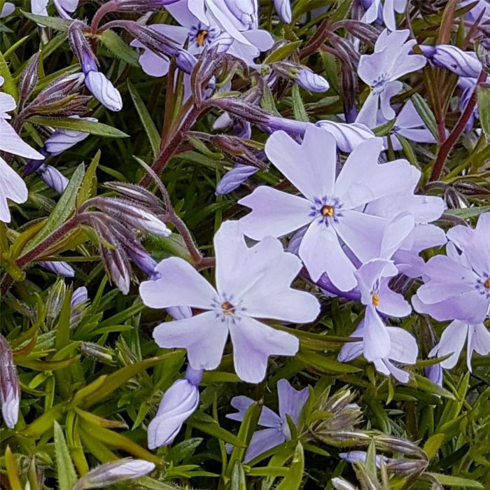 Polsterphlox\u0020\u0028Phlox\u0020subulata\u0020\u0029\u0020Emerald\u0020Cushion\u0020Blue