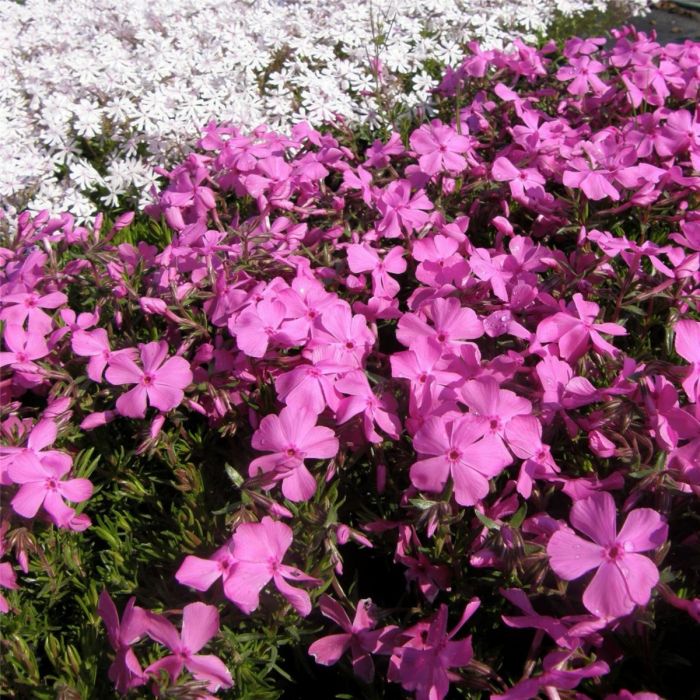 Polsterphlox\u0020\u0028Phlox\u0020subulata\u0029\u0020McDaniels\u0020Cushion