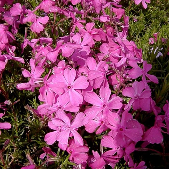 Polsterphlox\u0020\u0028Phlox\u0020subulata\u0029\u0020McDaniels\u0020Cushion