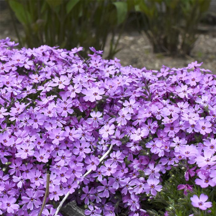 Polsterphlox\u0020\u0028Phlox\u0020subulata\u0029\u0020Rocky\u0020Road\u0020Pink